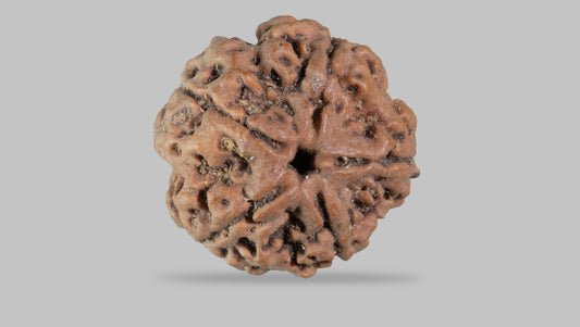 5 MUKHI RUDRAKSHA (22.70 mm)
