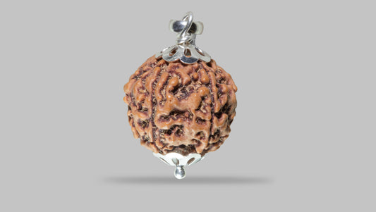 5 MUKHI RUDRAKSHA (22.04 mm)