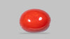Italian Red Coral 13.26 Carats / 14.57 Ratti
