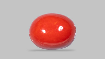 Italian Red Coral 13.26 Carats / 14.57 Ratti