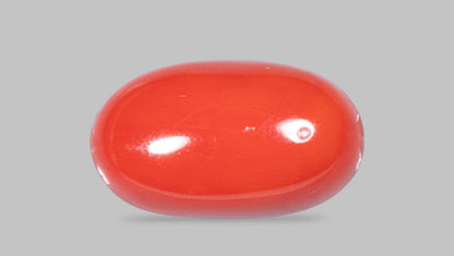 Italian Red Coral 11.50 Carats / 12.64 Ratti