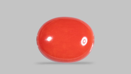 Italian Red Coral 10.38 Carats / 11.41 Ratti