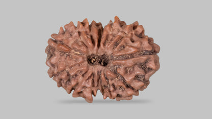 13 MUKHI RUDRAKSHA (23.65 mm)