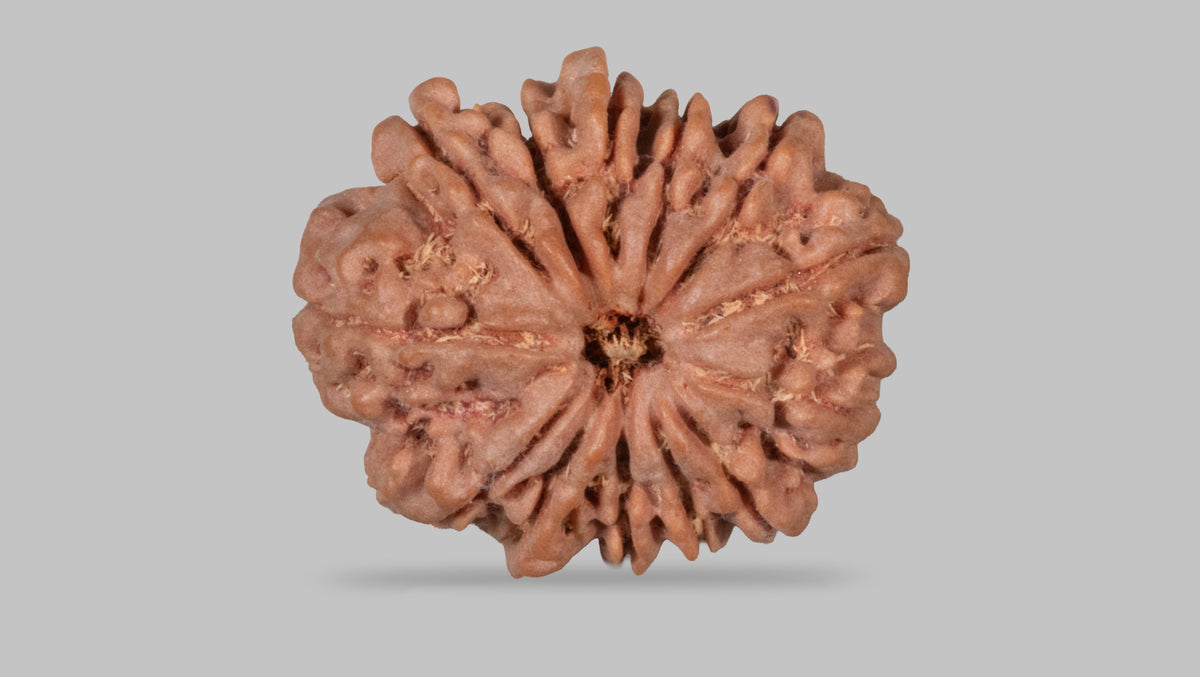 13 MUKHI RUDRAKSHA (27.85 mm)