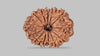 13 MUKHI RUDRAKSHA (27.42 mm)