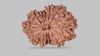 13 MUKHI RUDRAKSHA (22.90 mm)