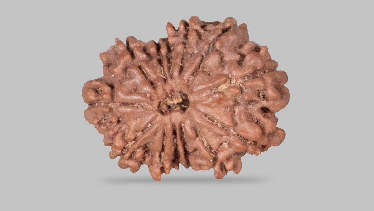 13 MUKHI RUDRAKSHA (22.90 mm)