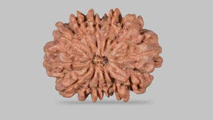 13 MUKHI RUDRAKSHA (28.15 mm)
