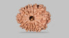 13 MUKHI RUDRAKSHA (26.65 mm)