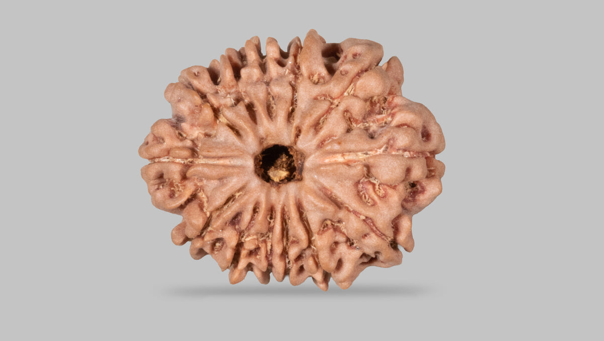 13 MUKHI RUDRAKSHA (26.65 mm)