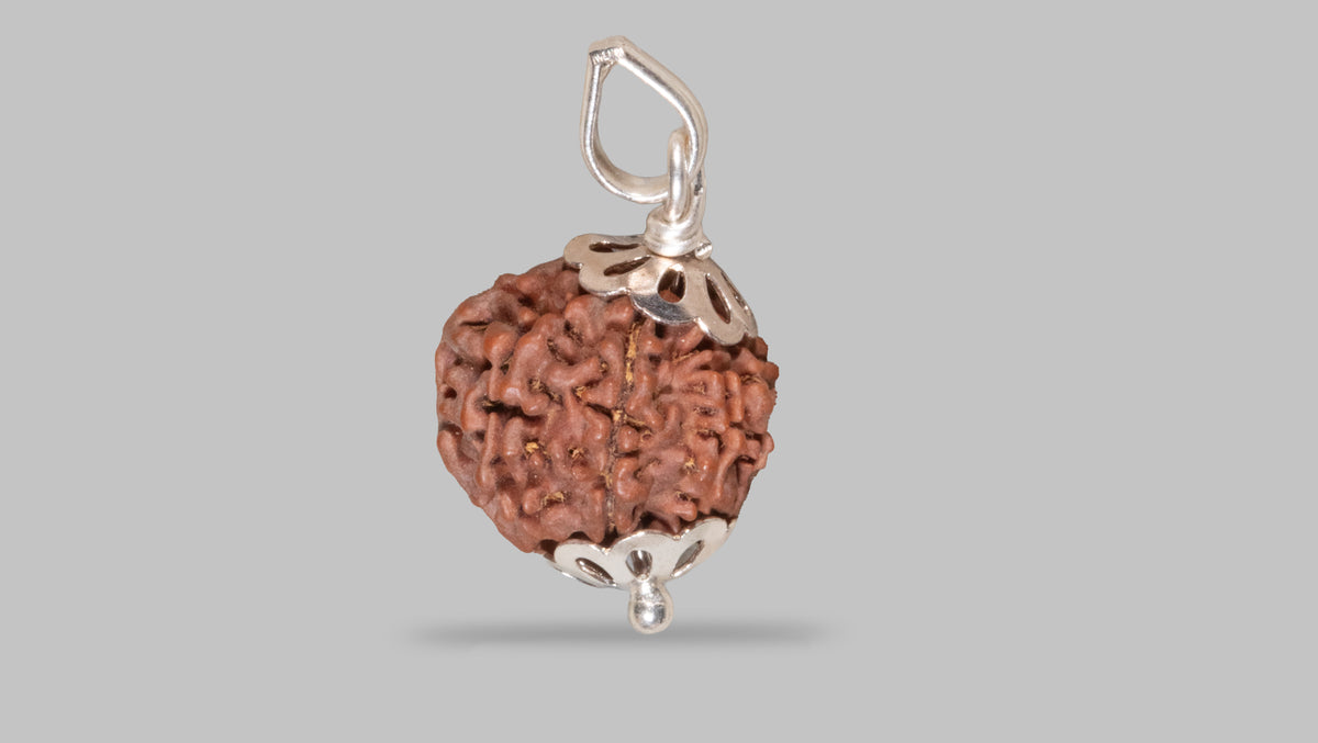8 MUKHI RUDRAKSHA (20.95 mm)