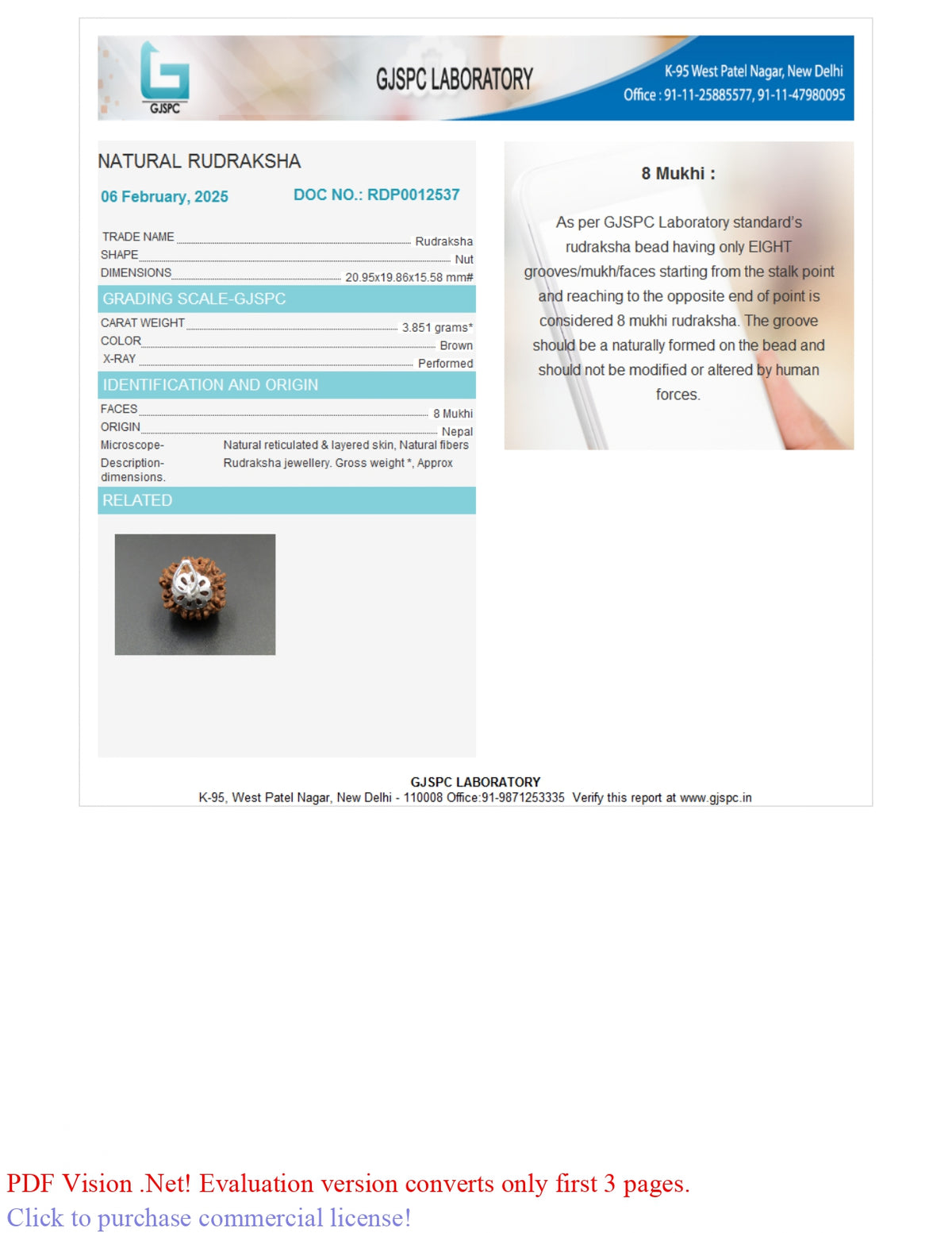 8 MUKHI RUDRAKSHA (20.95 mm)
