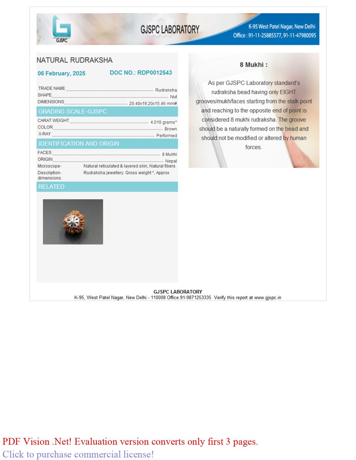 8 MUKHI RUDRAKSHA (20.40 mm)