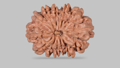 13 MUKHI RUDRAKSHA (27.62 mm)