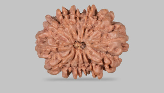 13 MUKHI RUDRAKSHA (27.62 mm)