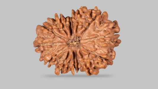 14 MUKHI RUDRAKSHA (30.12 mm)