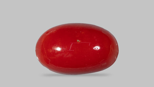 Japanese Red Coral 5.58 Carats / 6.13 Ratti