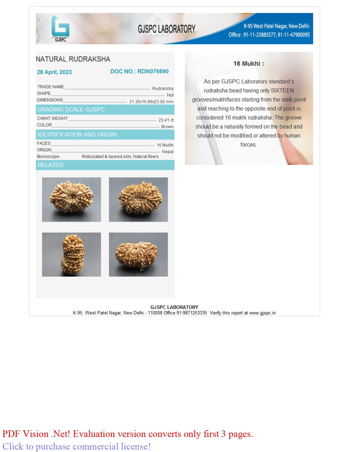 16 MUKHI RUDRAKSHA (31.35 mm)