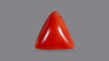 Italian Red Coral 6.26 Carats / 6.88 Ratti