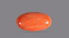 Japanese Red Coral 23.92 Carats / 26.29 Ratti