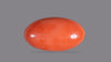 Japanese Red Coral 46.06 Carats / 50.62 Ratti