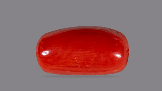 Italian Red Coral 7.04 Carats / 7.74 Ratti