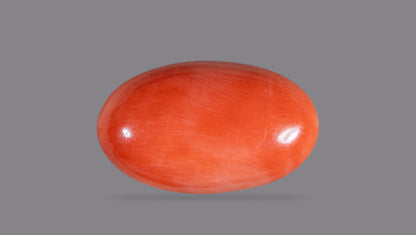Japanese Red Coral 12.11 Carats / 13.31 Ratti