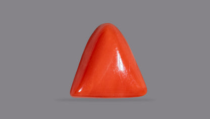 Italian Red Coral 6.52 Carats / 7.16 Ratti
