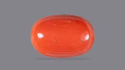Italian Red Coral 15.43 Carats / 16.96 Ratti