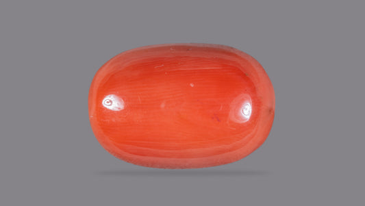 Italian Red Coral 13.29 Carats / 14.6 Ratti