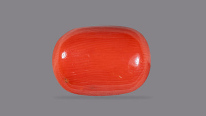 Italian Red Coral 10.59 Carats / 11.64 Ratti