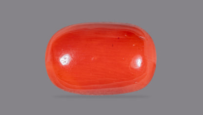 Italian Red Coral 10.68 Carats / 11.74 Ratti