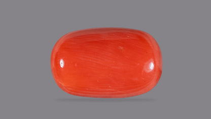 Italian Red Coral 12.59 Carats / 13.84 Ratti