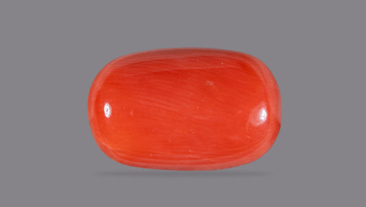 Italian Red Coral 12.59 Carats / 13.84 Ratti