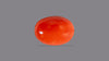 Japanese Red Coral 4.43 Carats / 4.87 Ratti