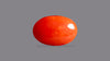 Japanese Red Coral (Moonga) 6.06 Carats / 6.66 Ratti
