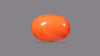 Italian Red Coral 7.88 Carats / 8.66 Ratti