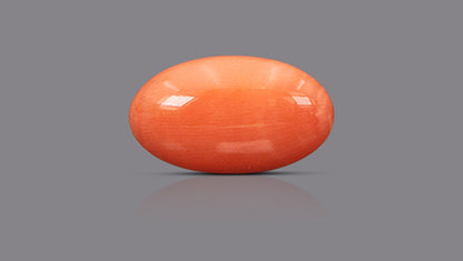 Japanese Red Coral 10.53 Carats / 11.57 Ratti