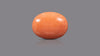 Japanese Red Coral 16.14 Carats / 17.74 Ratti