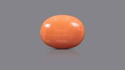 Japanese Red Coral 16.14 Carats / 17.74 Ratti