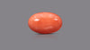 Japanese Red Coral 6.08 Carats / 6.68 Ratti