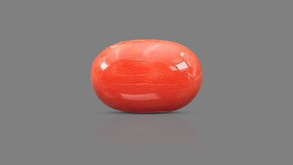Italian Red Coral 11.64 Carats / 12.79 Ratti