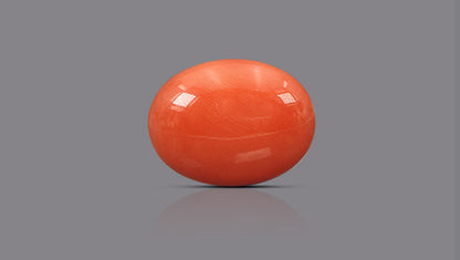 Japanese Red Coral 18.41 Carats / 20.23 Ratti