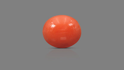 Japanese Red Coral 4.89 Carats / 5.37 Ratti