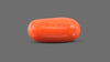 Italian Red Coral 14.96 Carats / 16.44 Ratti