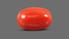 Italian Red Coral 11.70 Carats / 12.86 Ratti