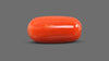 Italian Red Coral 11.38 Carats / 12.51 Ratti
