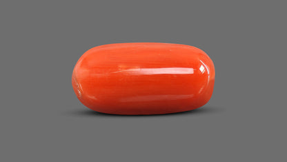 Italian Red Coral 11.38 Carats / 12.51 Ratti