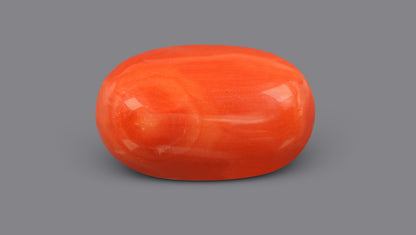 Italian Red Coral 11.61 Carats / 12.76 Ratti