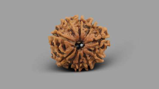 10 MUKHI RUDRAKSHA (23.60 mm)